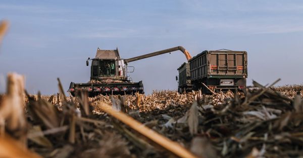 Жнива кукурудзи в Україні