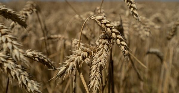Пшениця, поле пшениці