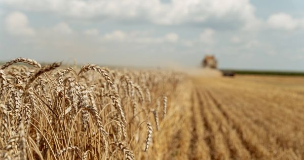 Wheat cultivation in Ukraine