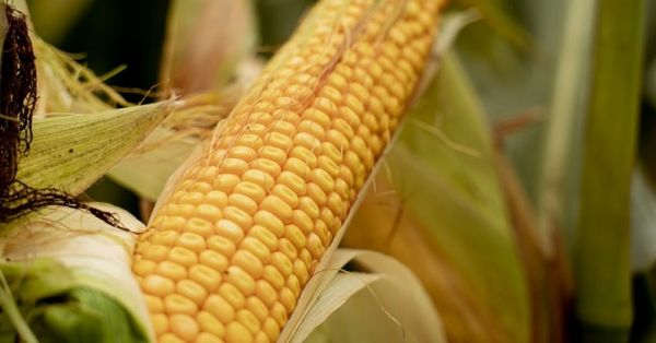 Corn maturing in a field in Ukraine