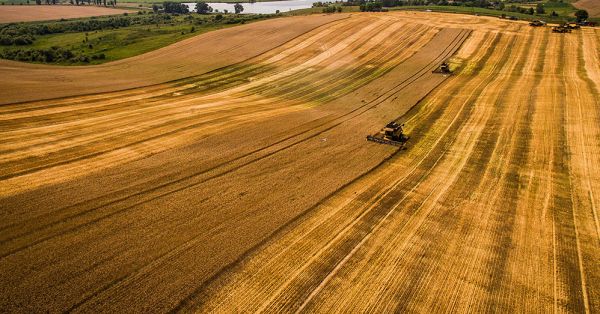 Збирання врожаю пшениці
