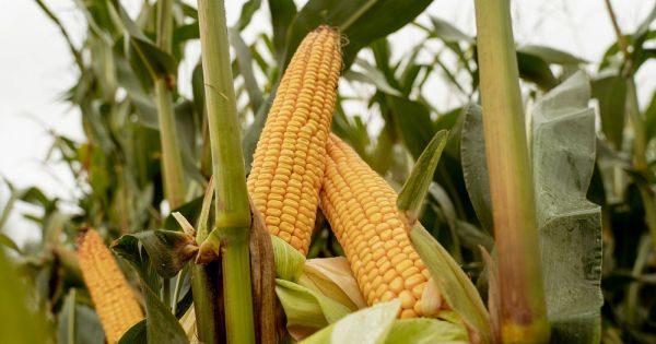 Corn maturing in a field in Ukraine