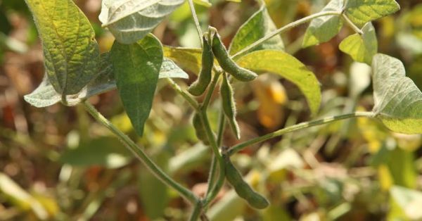 Soybean cultivation in Ukraine