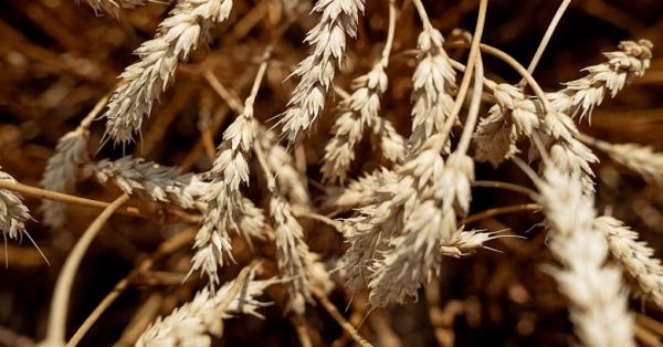 Пшениця, поле пшениці