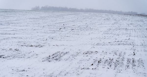 Поле озимих, поле, погода в Україні, сніг на полі