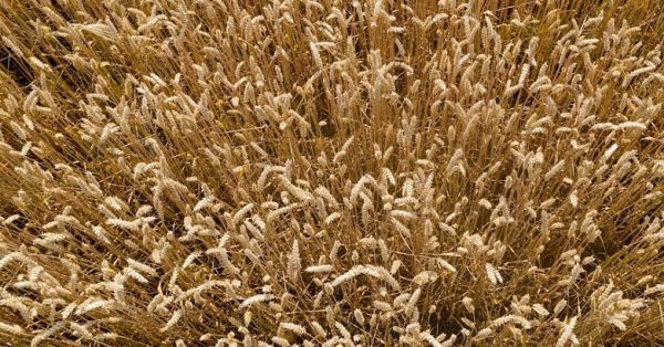 Mature wheat in a field in Ukraine