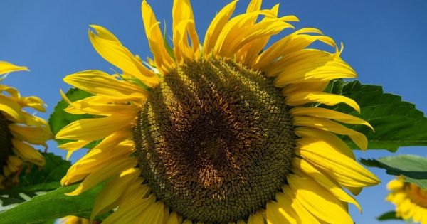 Sunflower production in Ukraine
