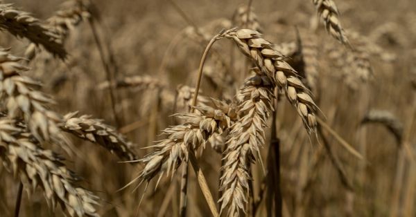 Barley production in Ukraine