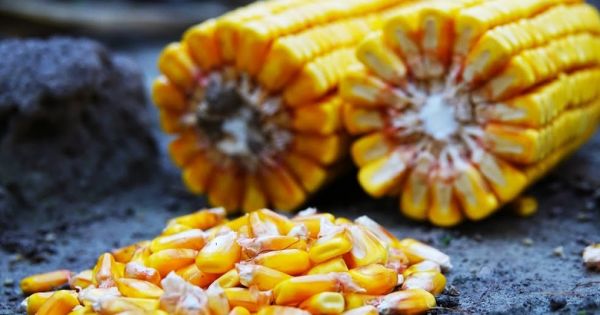 Corn cobs in a field in Ukraine