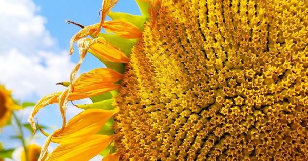 Sunflower maturing in a field in Ukraine