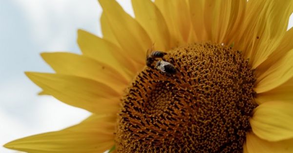 Соняшник, бджоли