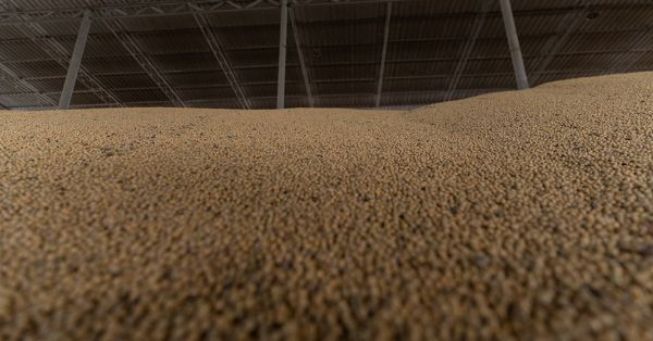 Soybean storage