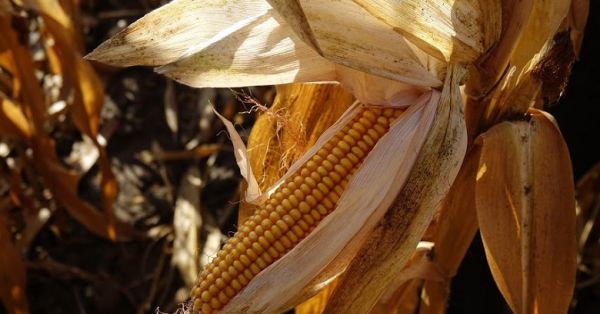 Mature corn in a field