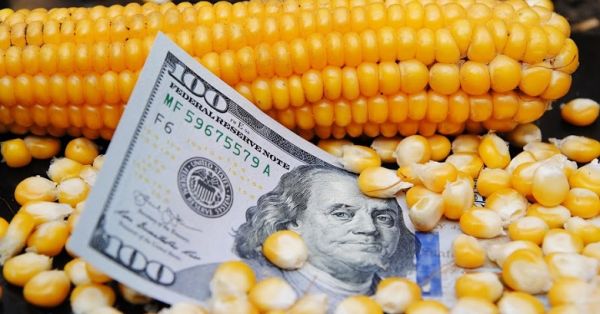 Зерно, кукурудза, поле, гроші