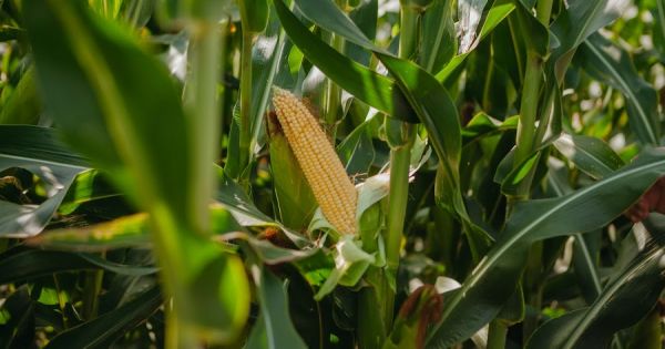 Corn cultivation in Ukraine