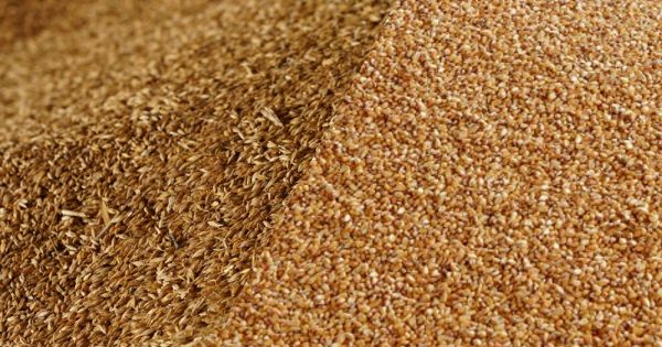 Ukrainian barley and corn