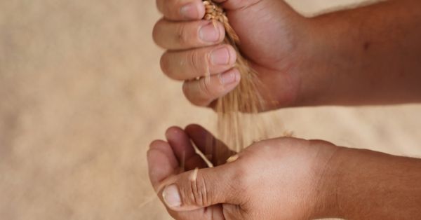 Пшениця, руки