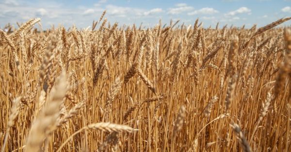 Поле пшениці