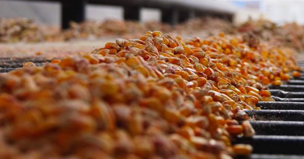 Перевалка кукурудзи на елеваторі в Україні