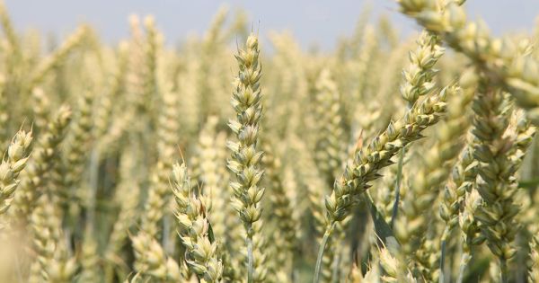 Виробництво пшениці в Україні