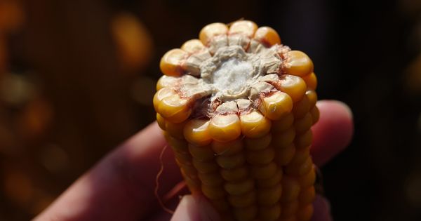 Виробництво кукурудзи в Україні