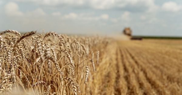 Зерно, пшениця, урожай