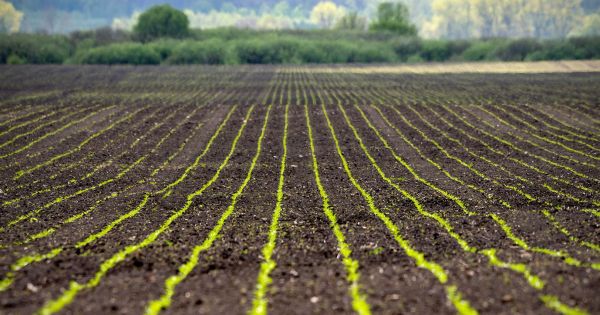 Sugar beet crops in Astarta-Kyiv field