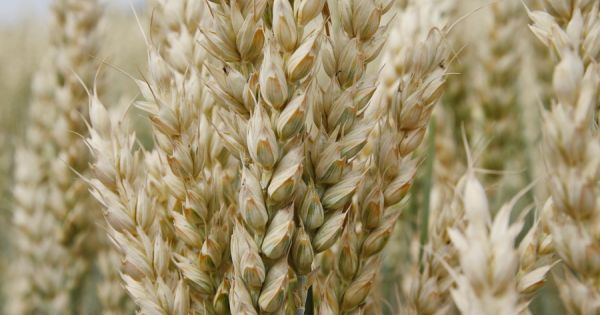 Wheat production in Ukraine