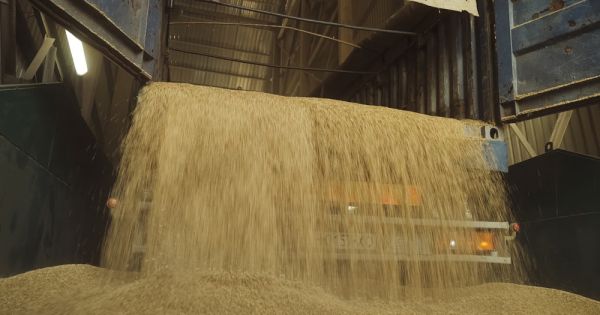Певезення зерна, врожай, збіжжя
