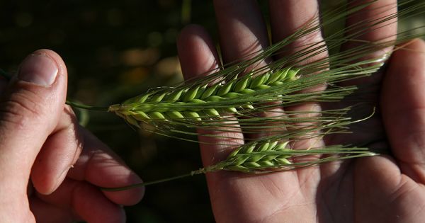 Barley ears in a Ukrainian farmer's hands