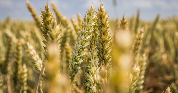 пшениця, кукурудза
