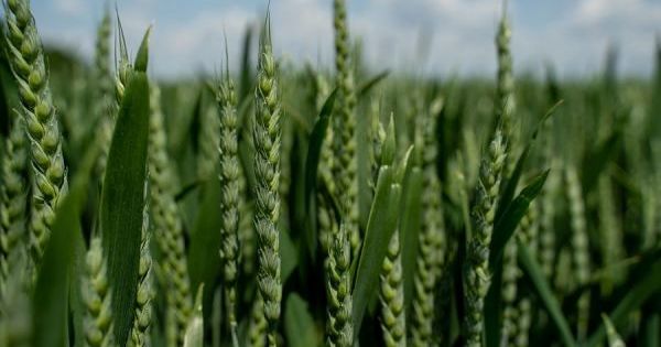 Пшениця, зерно, поле