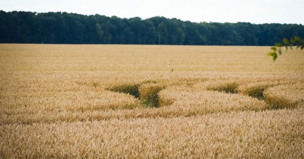 Товарні посіви пшениці