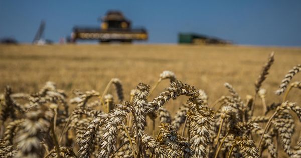 Комбайн New Holland на збиранні пшениці в Україні