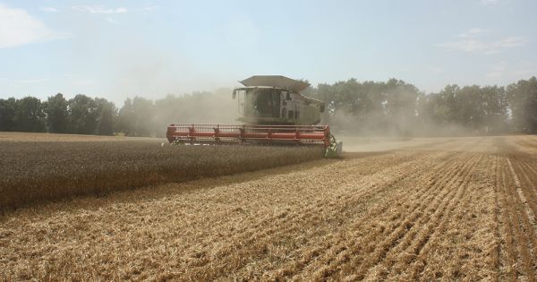 Збирання врожаю пшениці на полях «РОСТОК-ХОЛДИНГ» у Сумській області