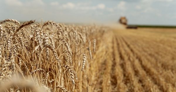Зерно, пшениця