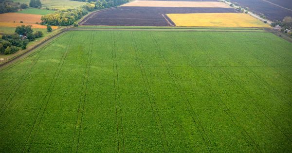 Astarta-Kyiv's sugar beet field in Western Ukraine. September 2022