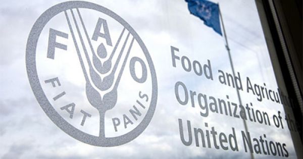 Продовольча та сільськогосподарська організація ООН (FAO) 