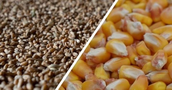Пшениця, зерно, кукурудза