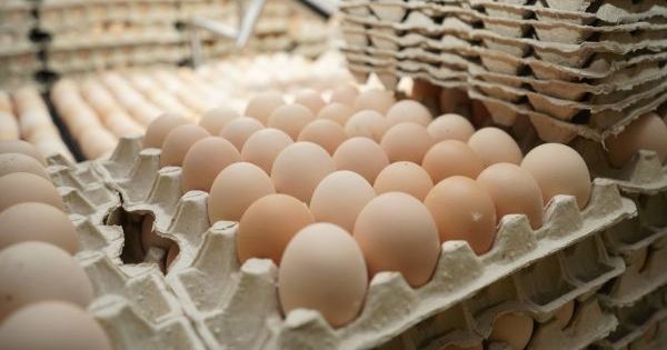 Ціни на яйця