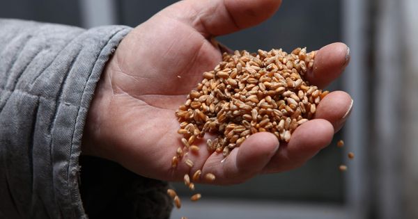 Пшениця, зерно