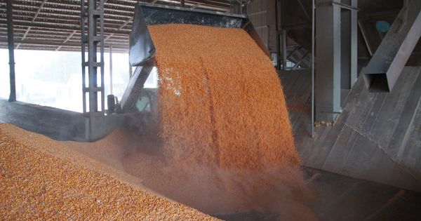 Corn unloading from a truck at an elevator in Ukraine