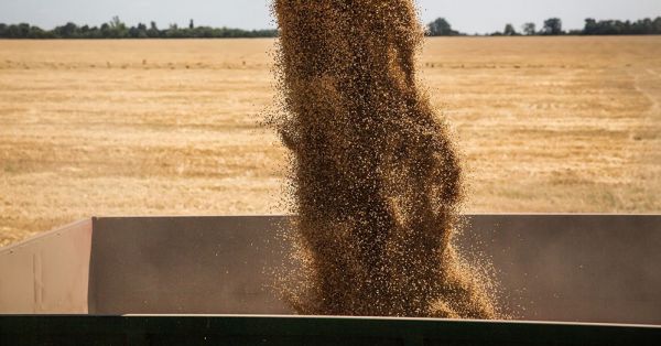 Збір врожаю пшениці в Україні