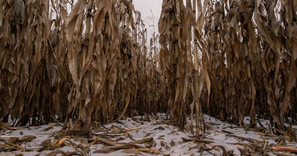 Засніжене поле незібраного врожаю кукурудзи