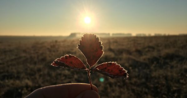 A leaf in a Ukrainian farmer's hand sparkling in the rising sun
