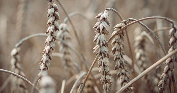 Ціни на українську пшеницю демонструють стабільність — аналітики