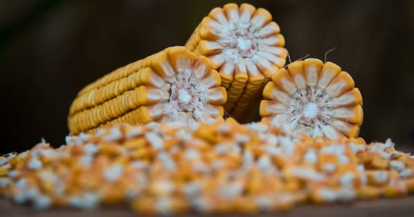 Котирування цін на кукурудзу залишається без змін — аналітики