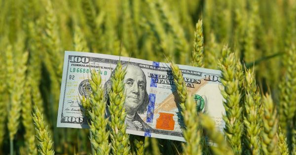 Аналітики розповіли, що буде з цінами на зерно у 2023 році