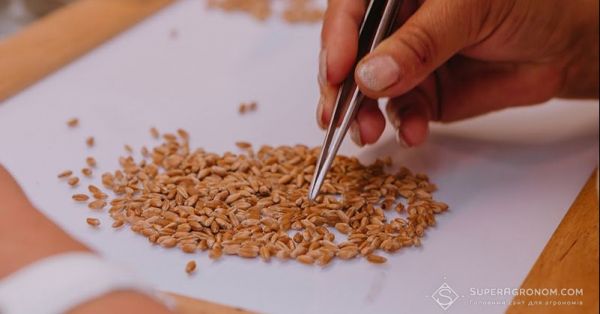 Аналіз зерна