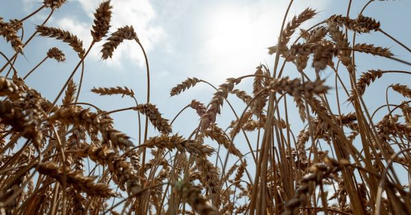 Виробництво пшениці в Україні